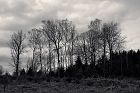 Ardennes